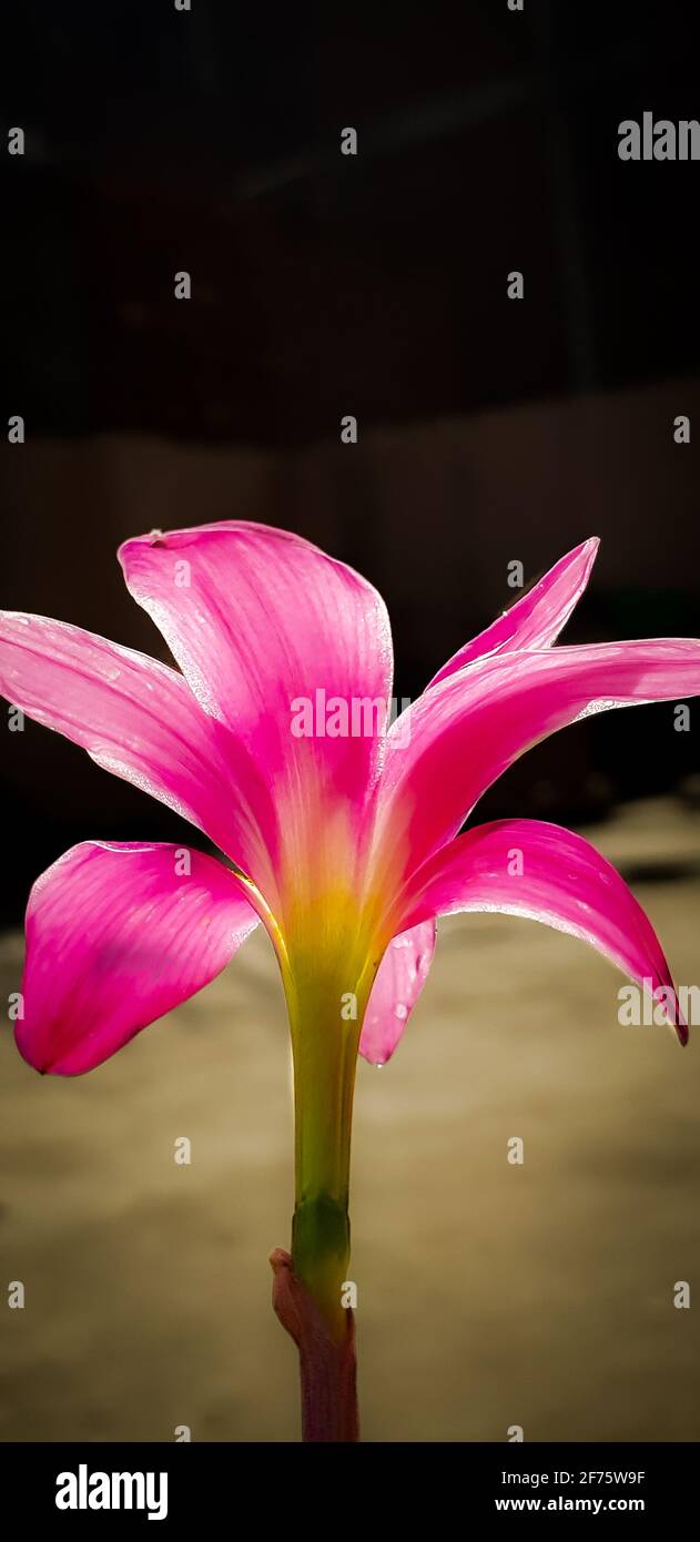 Beautiful Pink flower bloomed at Terrace Garden Stock Photo