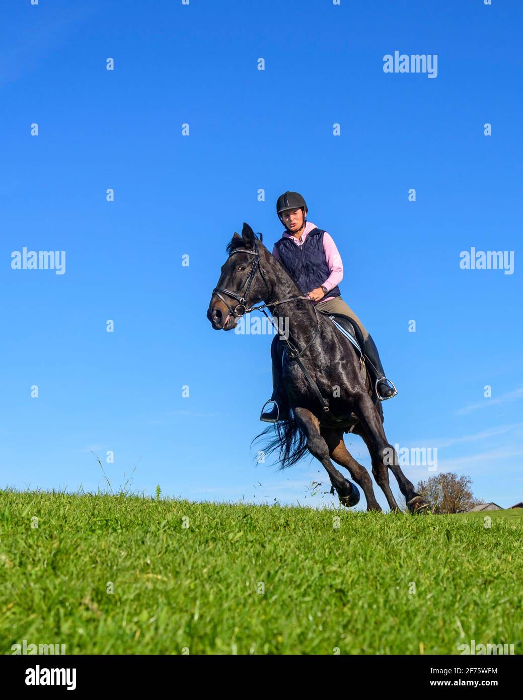 Female rider horse in sunny hi-res stock photography and images - Alamy