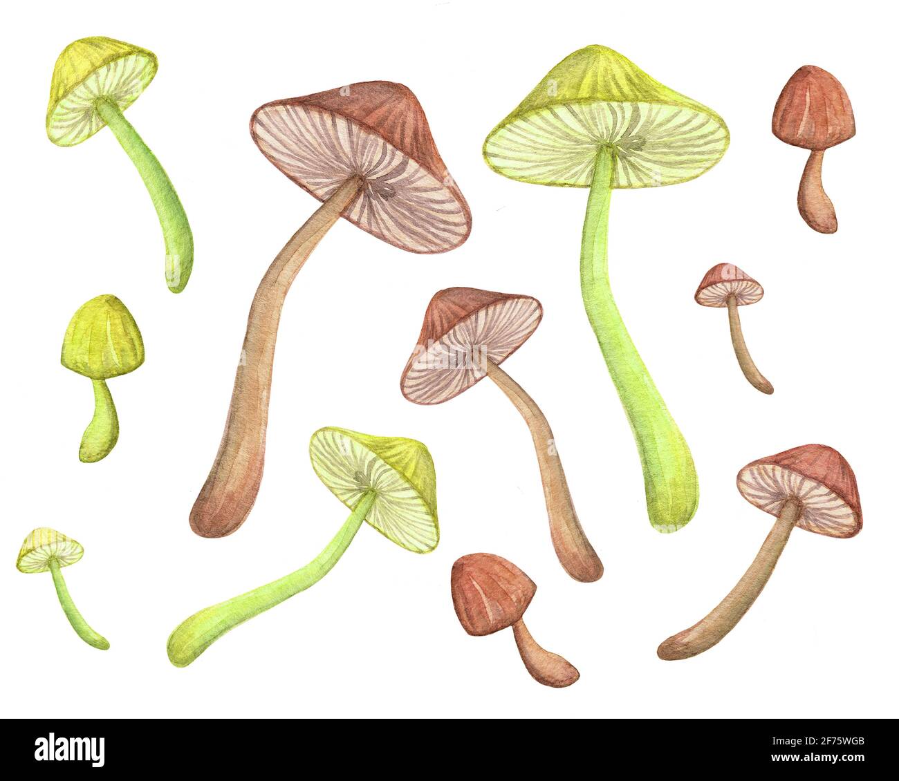 Toadstool watercolor set. Green and brown mushrooms rustic collection Stock Photo