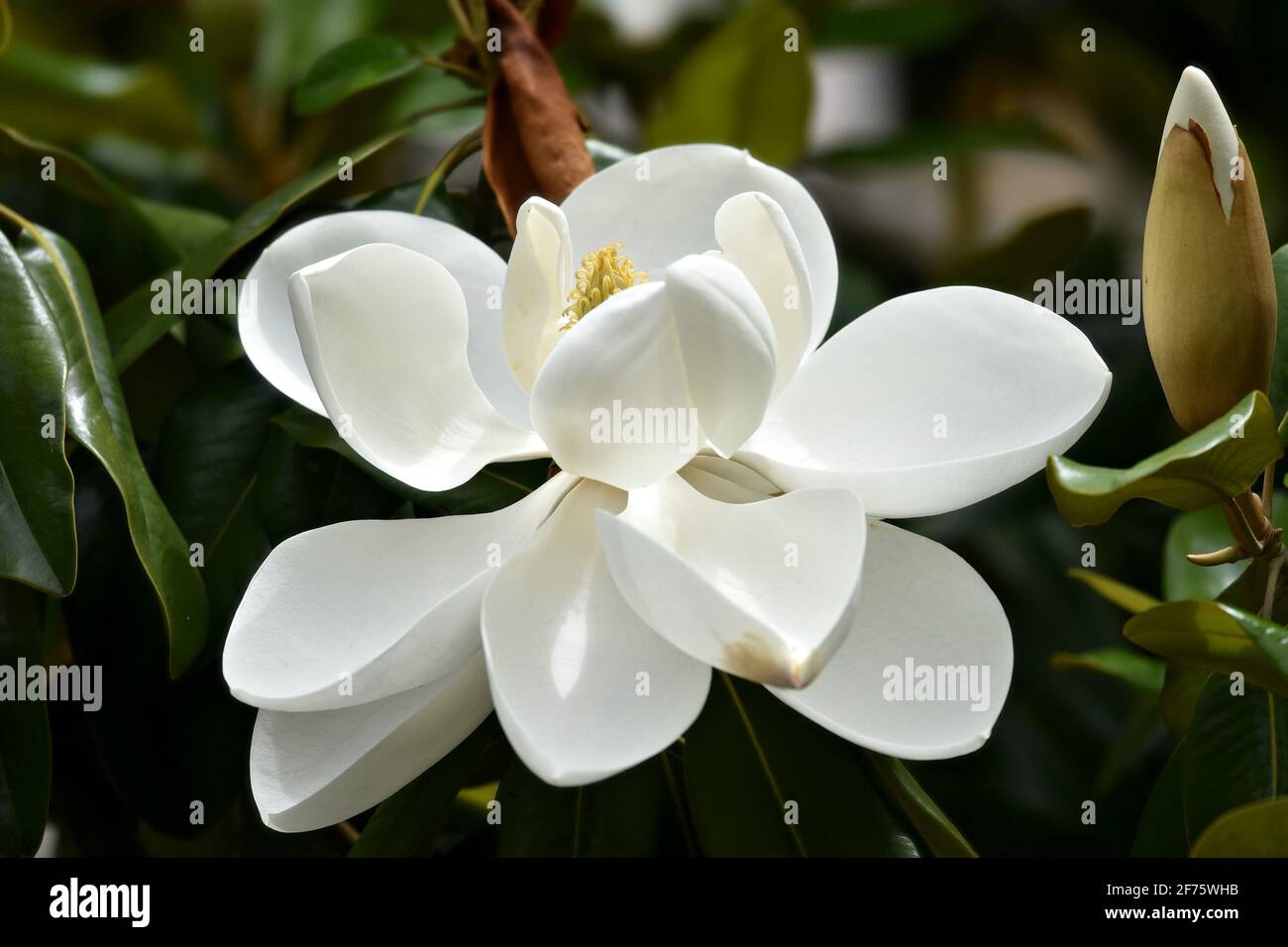 Magnolia grandiflora a native, striking evergreen tree with creamy white scented flowers and dark green, stiff and leathery leaves. Stock Photo