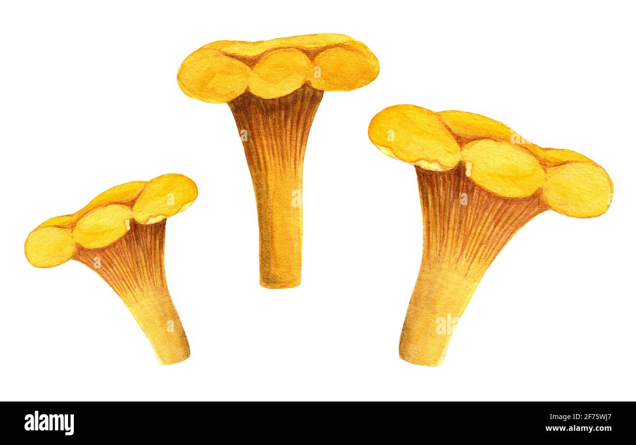 Chanterelle watercolor set. Three yellow girolles isolated on white