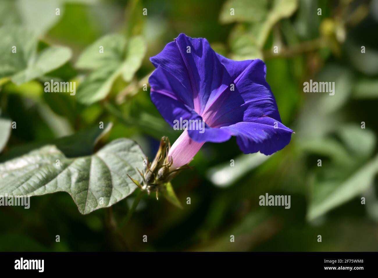 Ipomoea indica (Blue morning glory) a tropical perennial vine with purple-blue funnel-shaped flowers and green petiolate leaves. Stock Photo