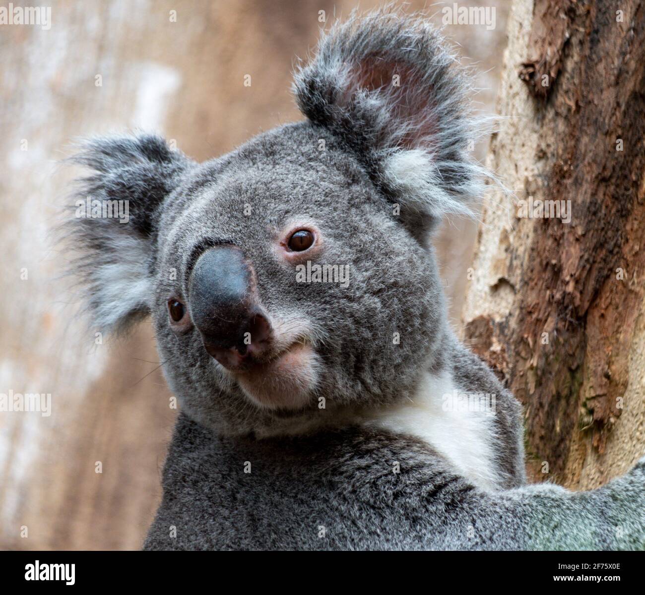 Baby Koala Bear High Resolution Stock Photography And Images Alamy