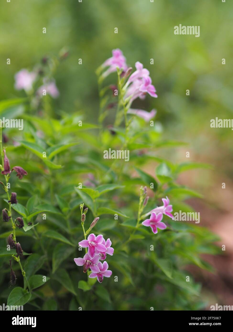 Chinese violet, Coromandel, Ganges primrose, Philippine violet flower Acanthaceae, Asystasia gangetica name tree in garden on nature background Stock Photo