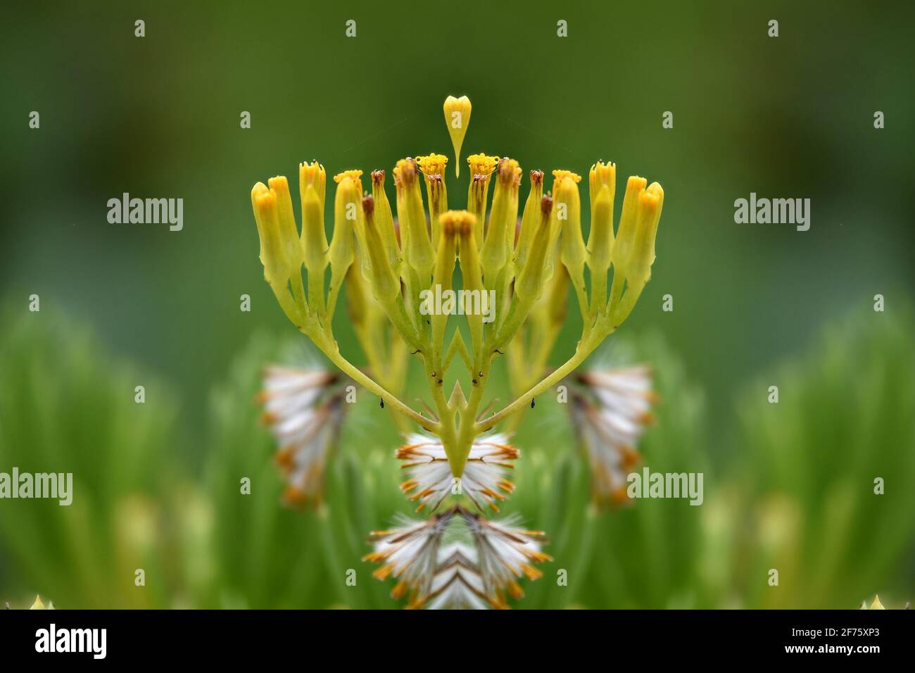 Senecio barbertonicus (Barberton groundsel[) a native evergreen succulent shrub with golden-yellow, tufted flower heads on a natural green background. Stock Photo