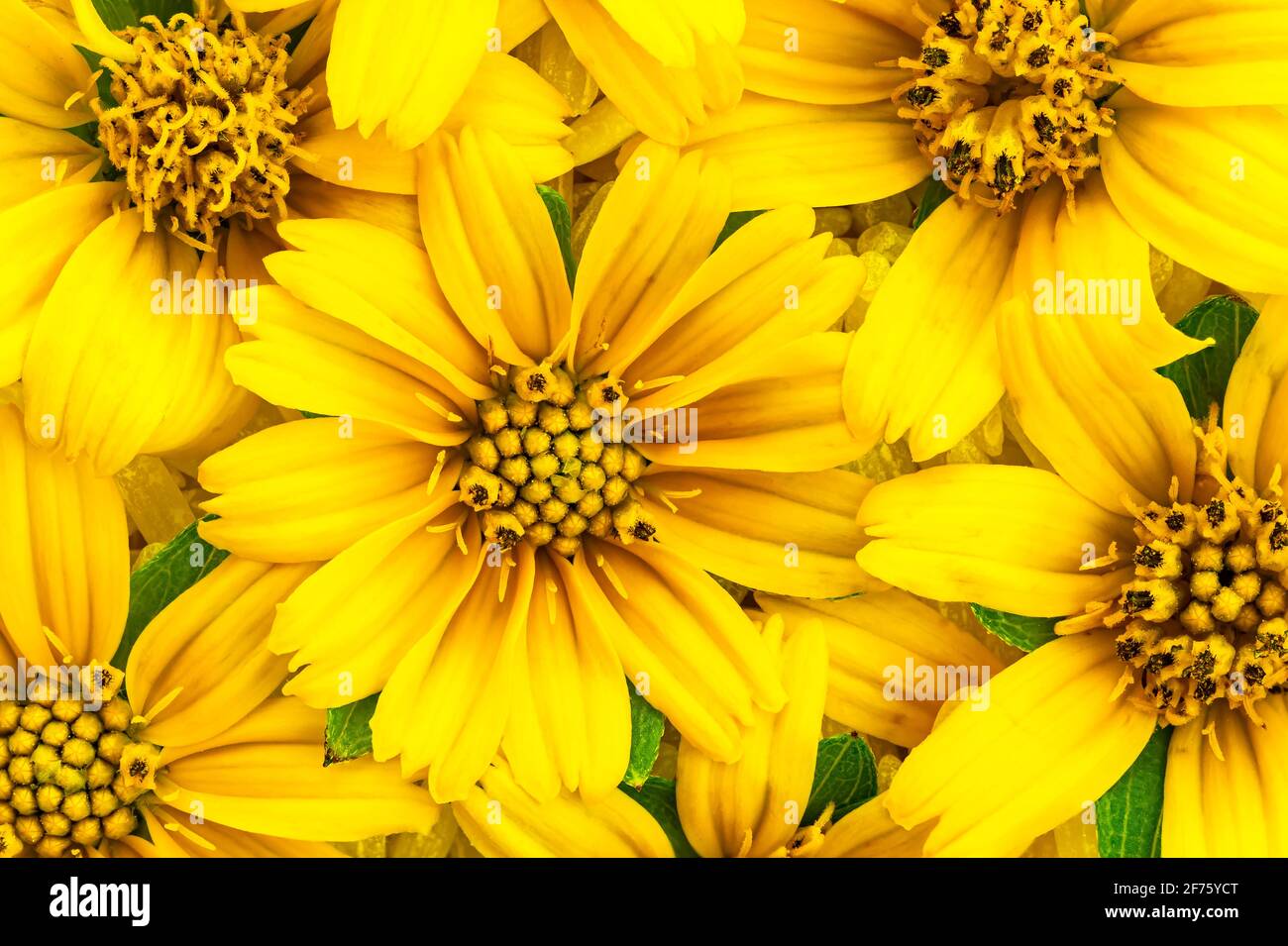 Yellow collection. Top view of blooming bright yellow flowers, Climbing wedelia, Creeping daisy, Singapore daisy, Creeping ox-eye, Rabbits paw, Traili Stock Photo