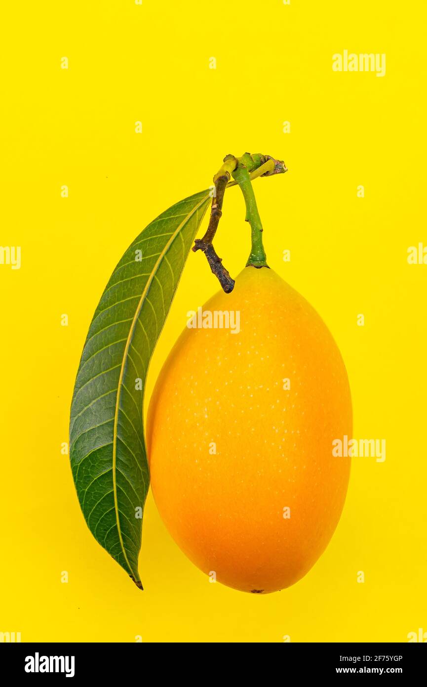 Yellow collection. Side view of ripe yellow fruit with leaf in summer season of Thailand on yellow background, marian plum, Bouea macrophylla, plum ma Stock Photo