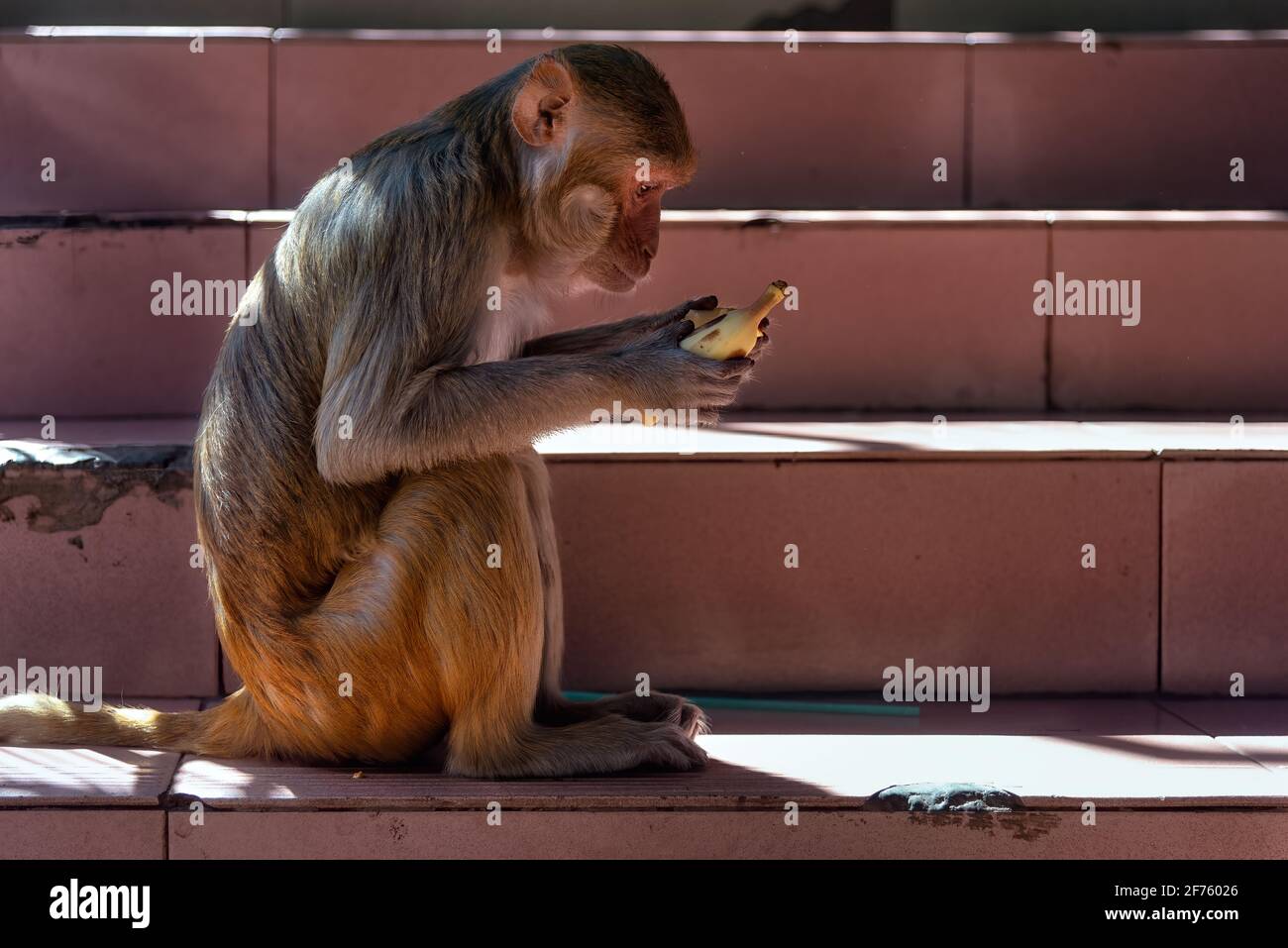 Macaque on Mount Popa staircase peeling a banana, Myanmar. Mount Popa is a pilgrimage site were macaque monkeys roam wild creating all sorts of havoc Stock Photo