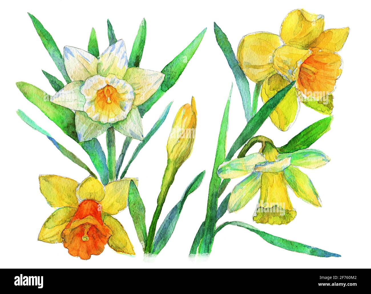 hand painted watercolor of yellow daffodils Narcissus. isolated working