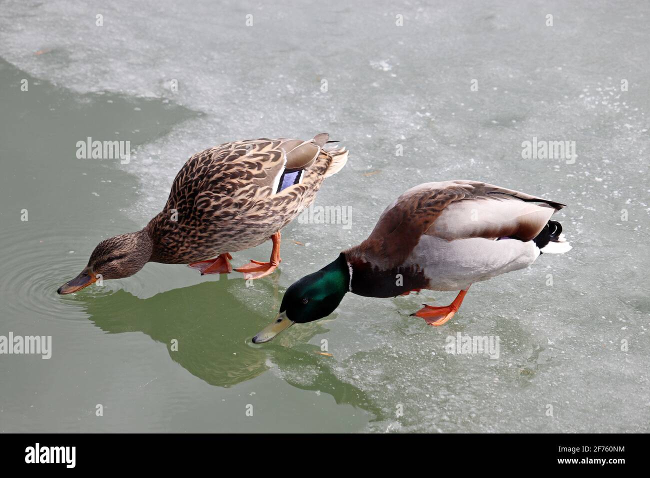 Couple of mallard ducks drink melting water standing on ice. Male and female wild ducks on spring lake Stock Photo
