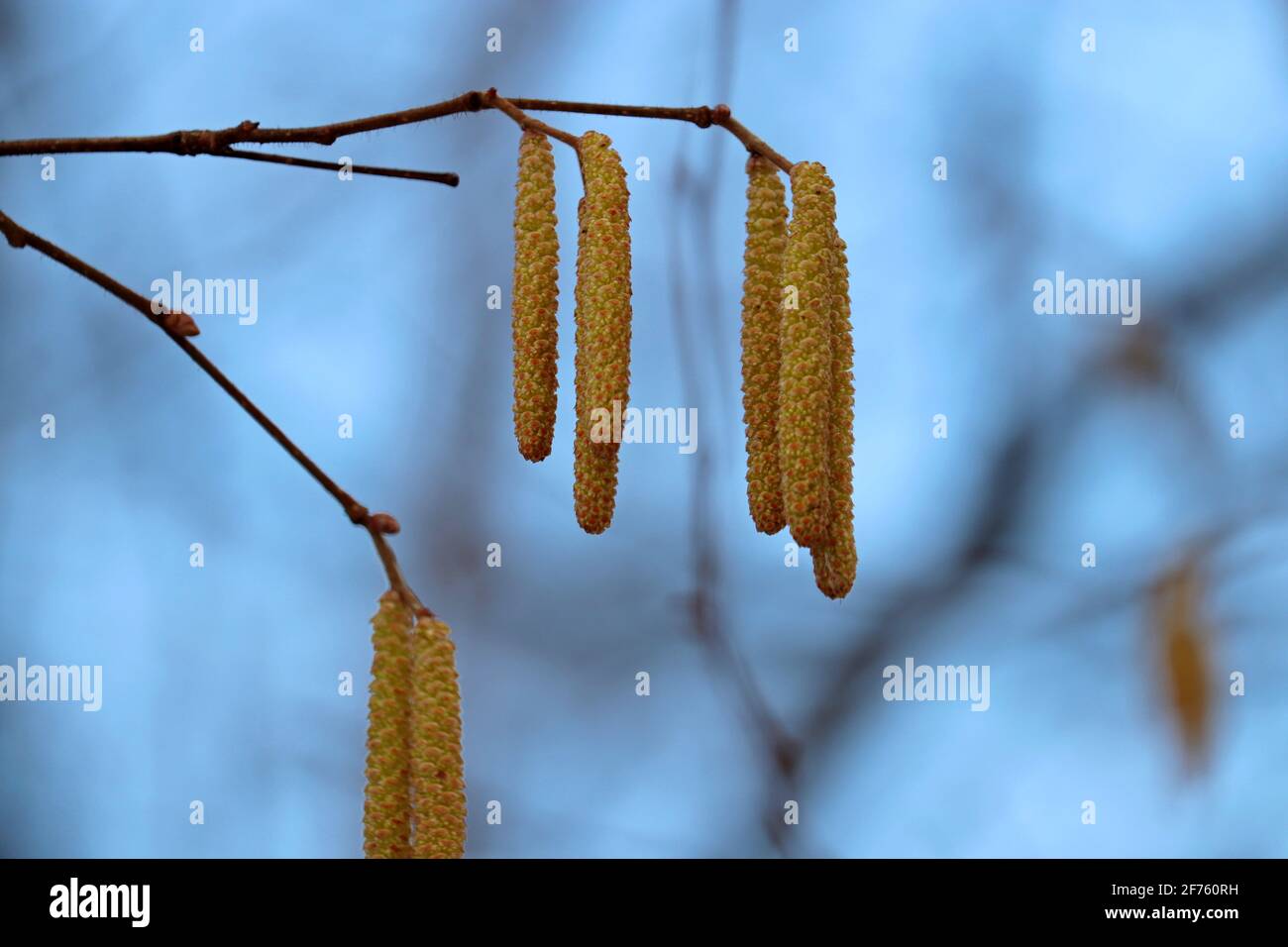 Hazel catkins on a tree branch close up. Forest in early spring, allergenic plant Stock Photo