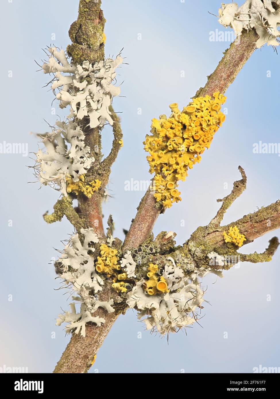 Physcia tenella, known as Fringed rosette lichen and  Xanthoria polycarpa, orange wall lichen Stock Photo