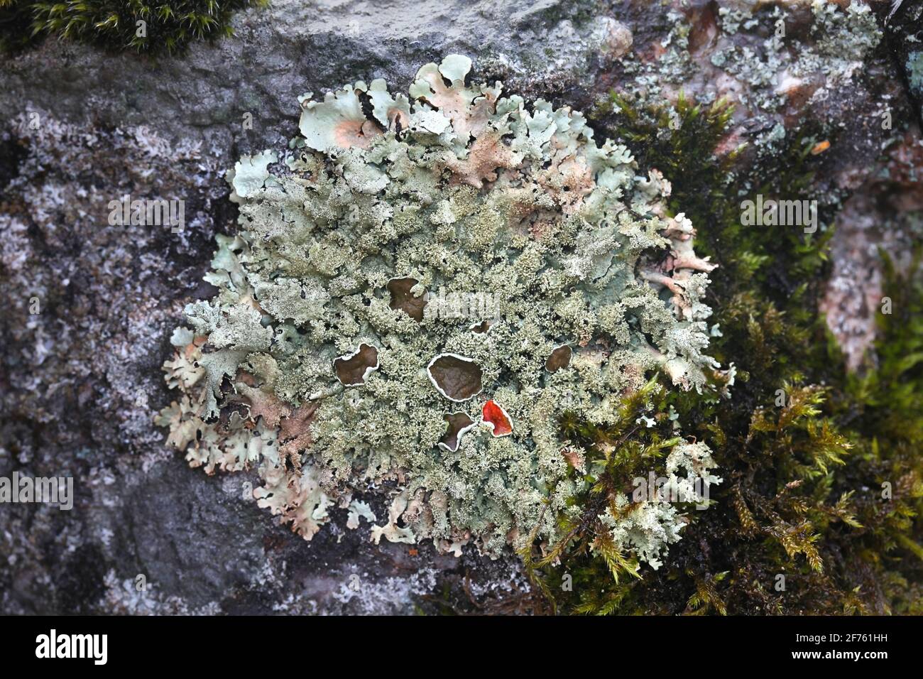 Xanthoparmelia conspersa, commonly known as the peppered rock-shield, a lichen growing on rock surface in Finland Stock Photo