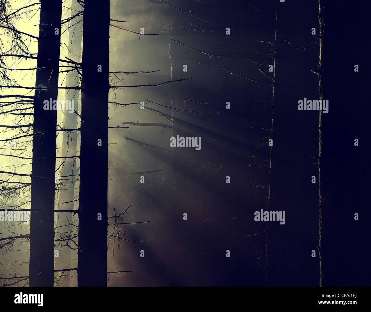 Beautiful forest landscape sunbeams hi-res stock photography and images ...
