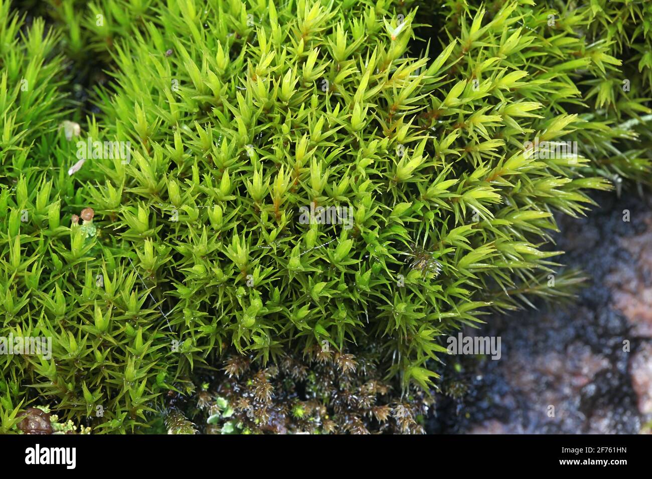 Dicranum scoparium, commonly known as broom forkmoss or broom moss Stock Photo