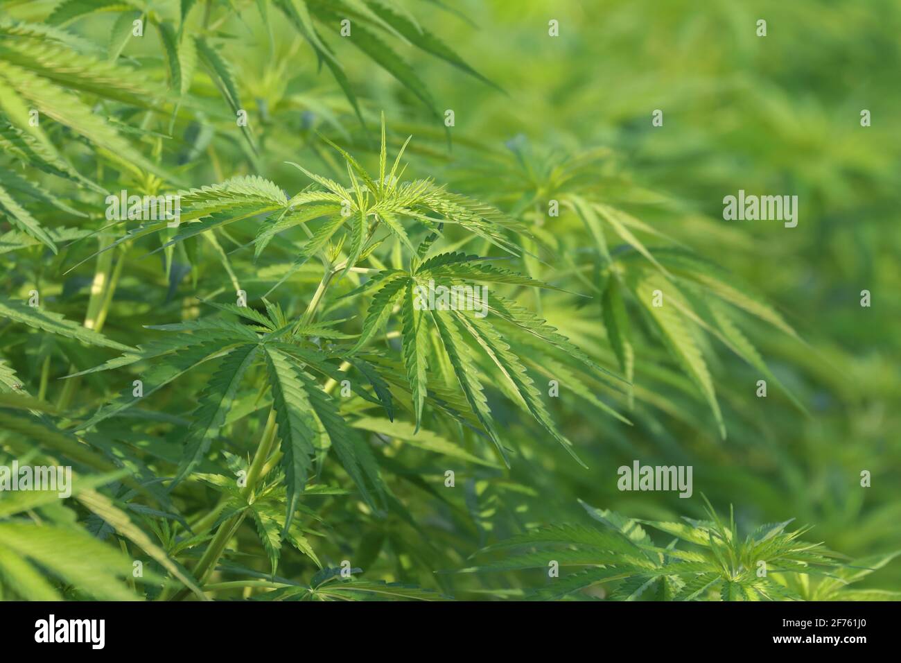 Green cannabis sativa leaf background in medical marijuana outdoor farm Stock Photo