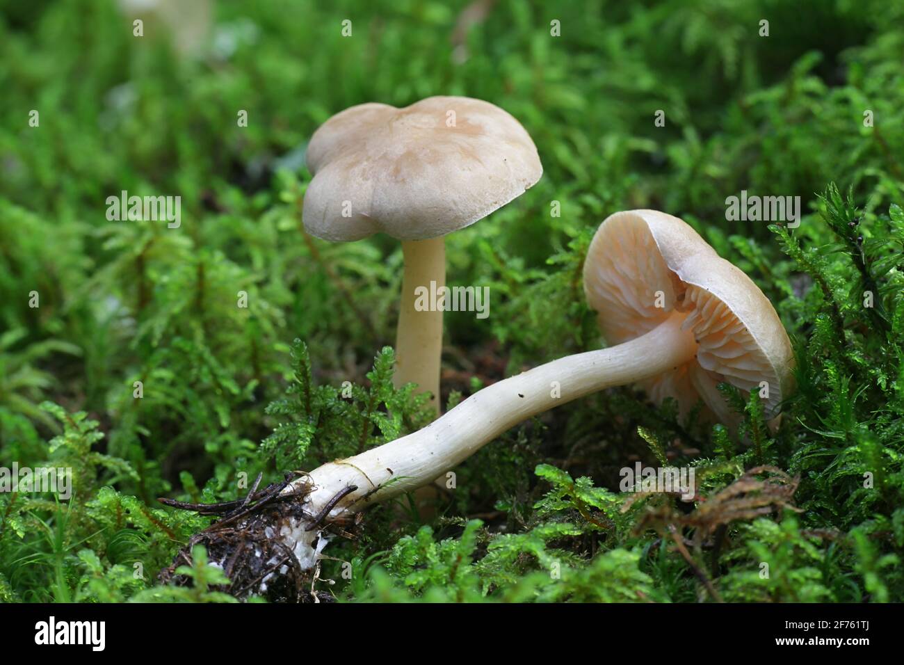 Tricholoma inamoenum, known as the gassy knight, wild mushroom from Finland Stock Photo