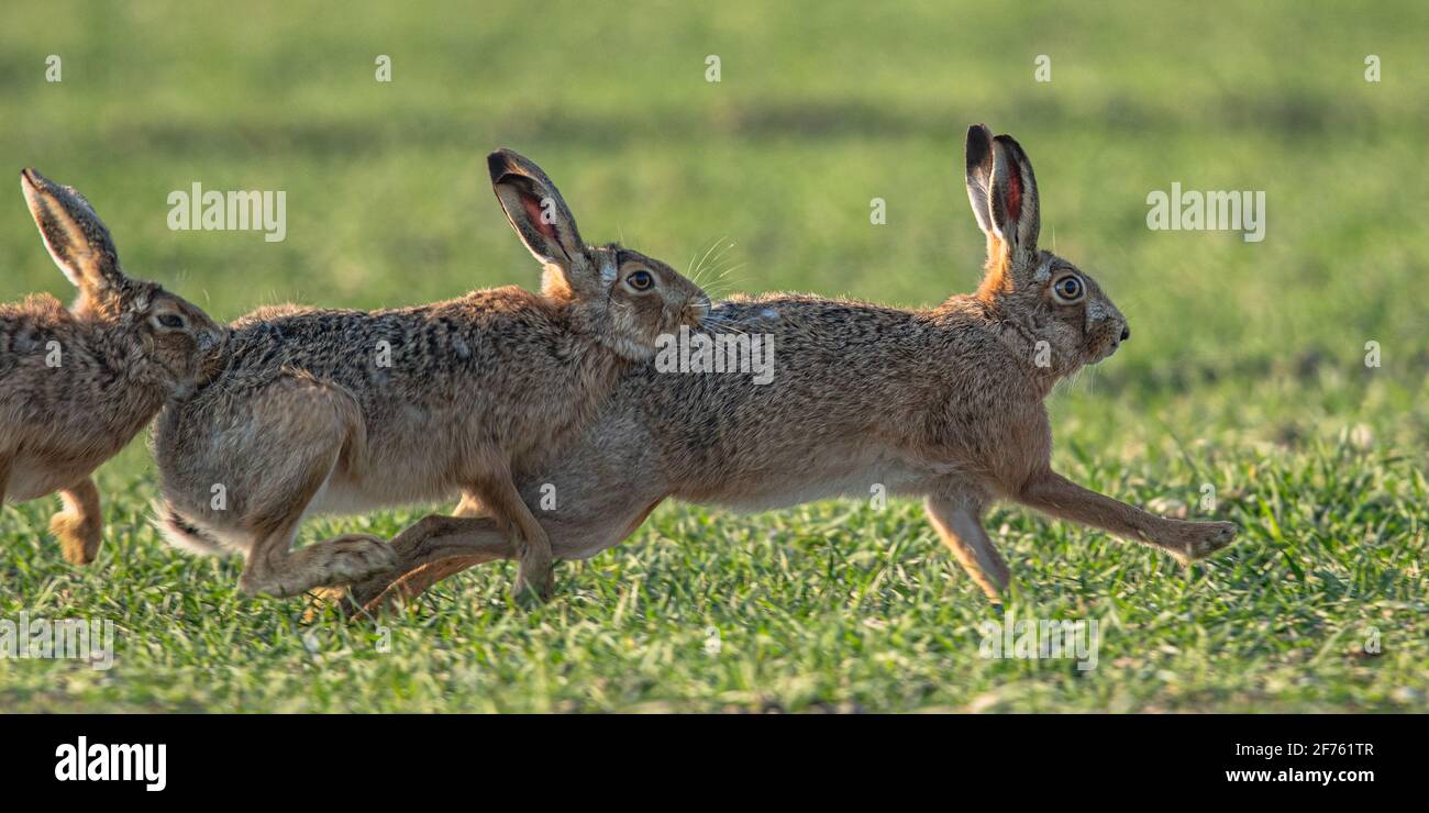 Three in a row. A trio of  Mad March Hares in courting behaviour chasing across a farmers field of wheat. Suffolk , UK Stock Photo