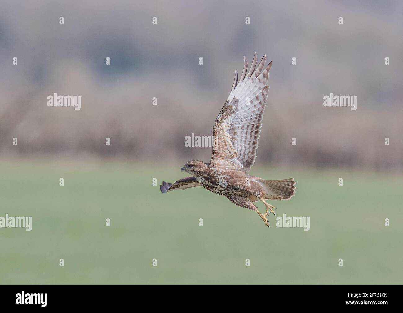 Close up of the underside feather detail on a Buzzard ( Buteo buteo ) taking off over farmland with a clear background. Suffolk ,UK Stock Photo