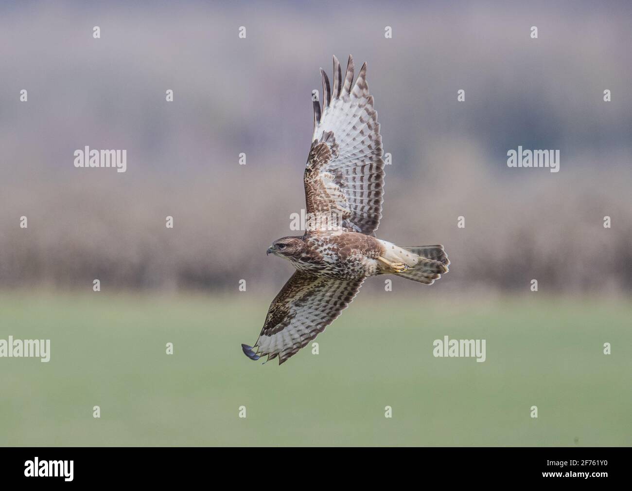 Close up of the underside feather detail on a Buzzard ( Buteo buteo ) flying over farmland with a clear background. Suffolk ,UK Stock Photo