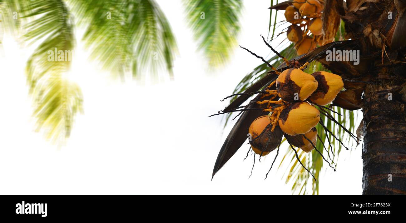 Yellow coconuts on palm tree on white background. Stock Photo