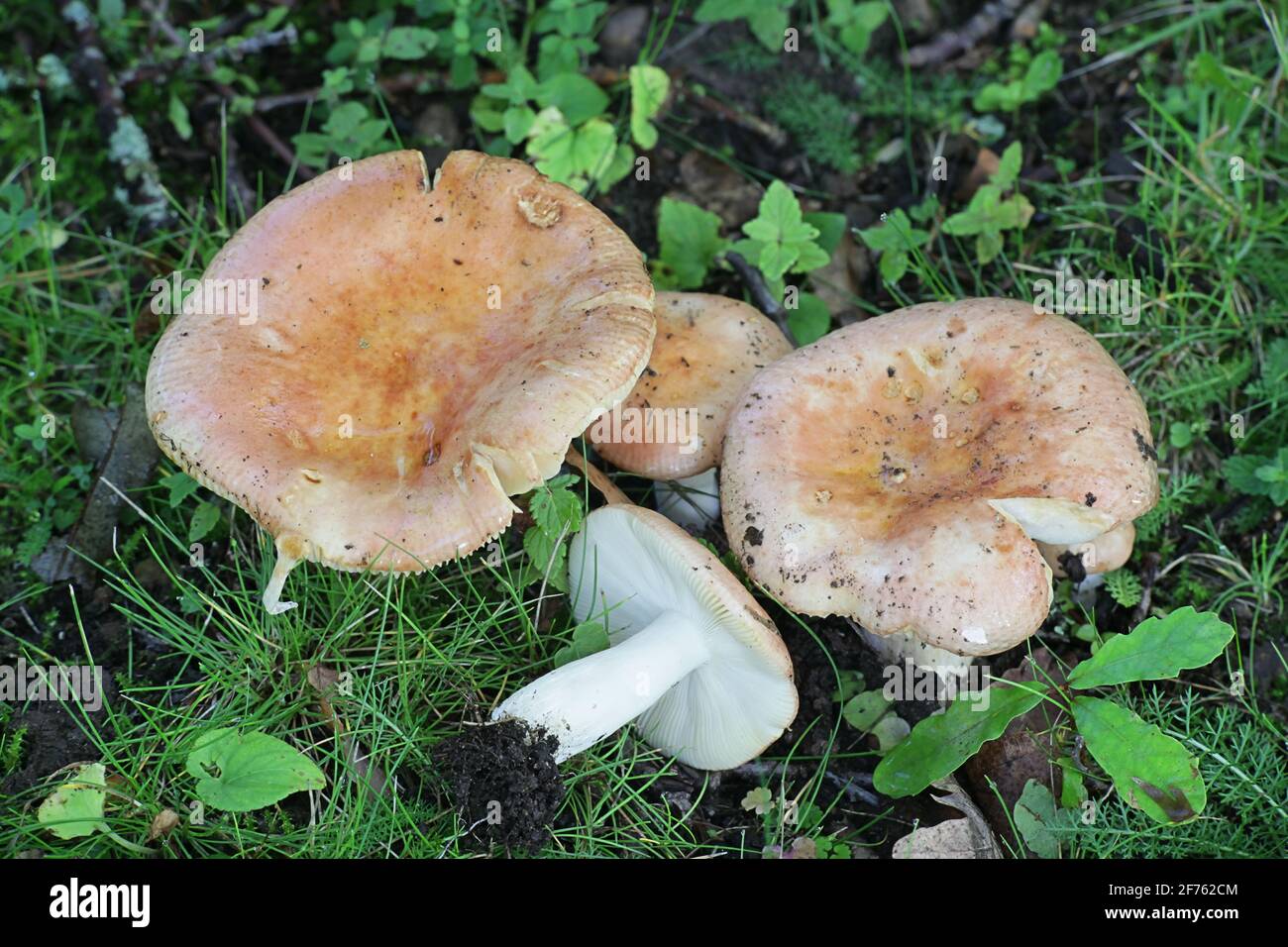 Russula vesca, known as the flirt, a brittlegill mushroom from Finland