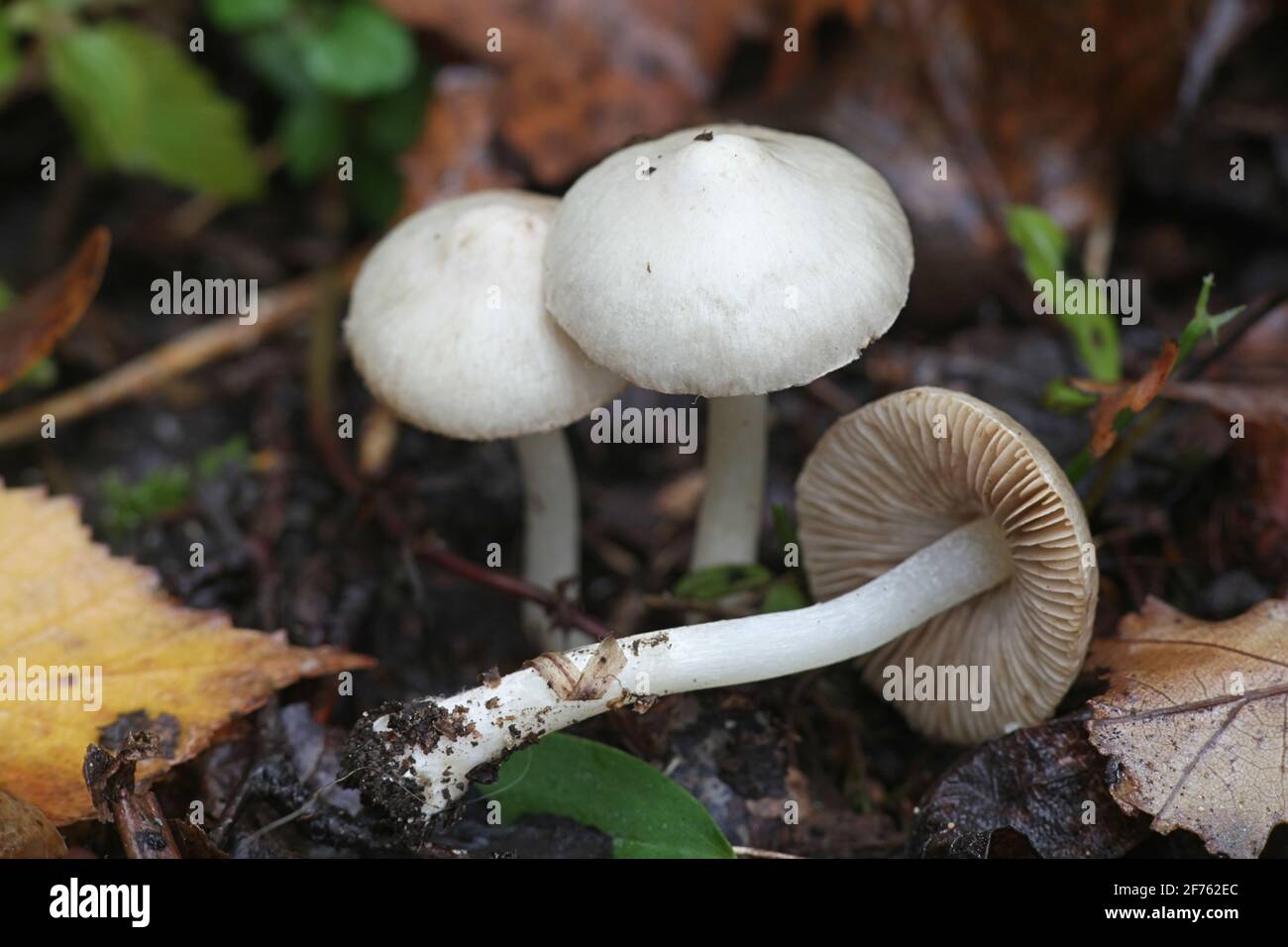Inocybe geophylla, commonly known as the earthy inocybe, common white inocybe or white fibercap, wild mushroom from Finland Stock Photo