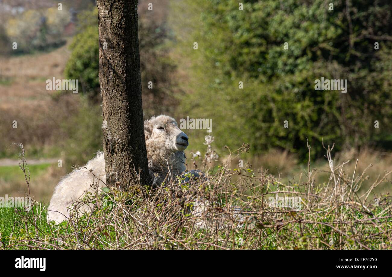 Mother sheep with full woolen coat leaning against a tree trunk with her young lamb hiding below her in the brush on a bright sunny day Stock Photo