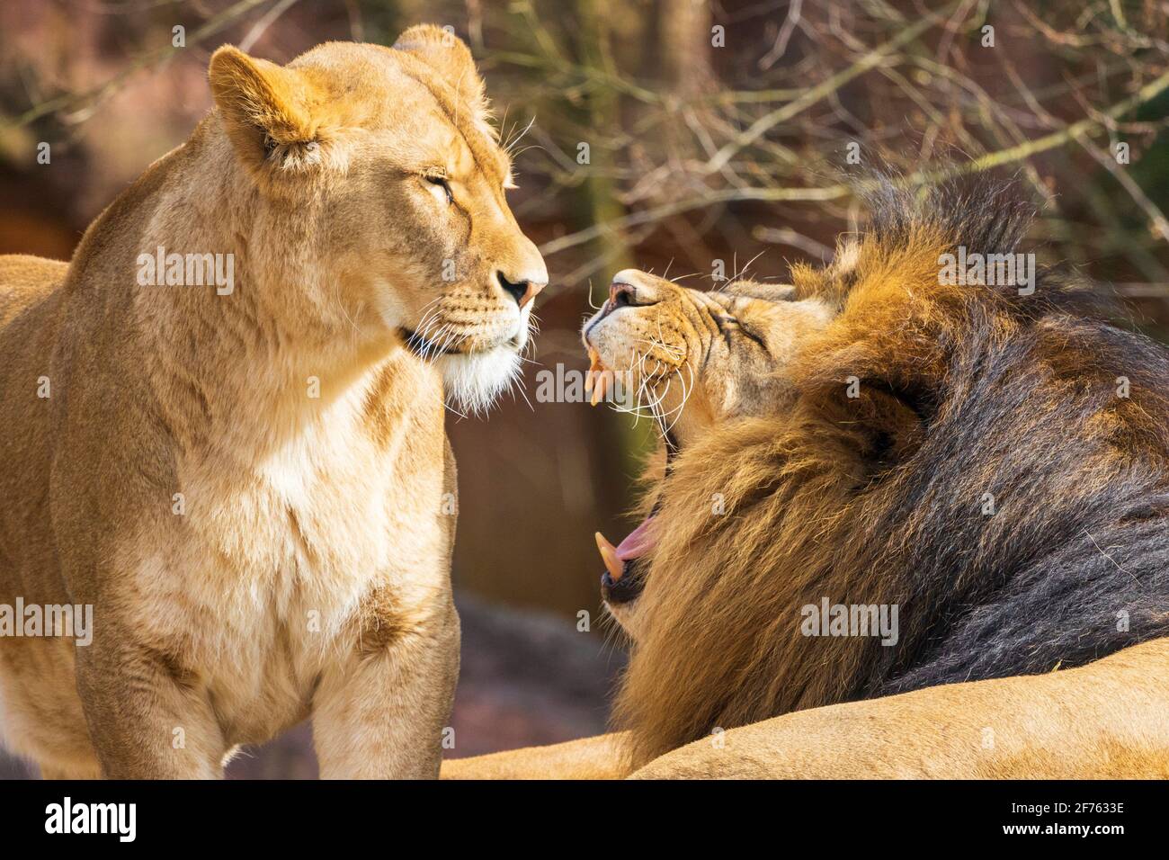 Lioness and adult male lion (Panthera leo), roaring, in captivity, ZOOM Erlebniswelt, Gelsenkirchen, Ruhr Area, Germany Stock Photo
