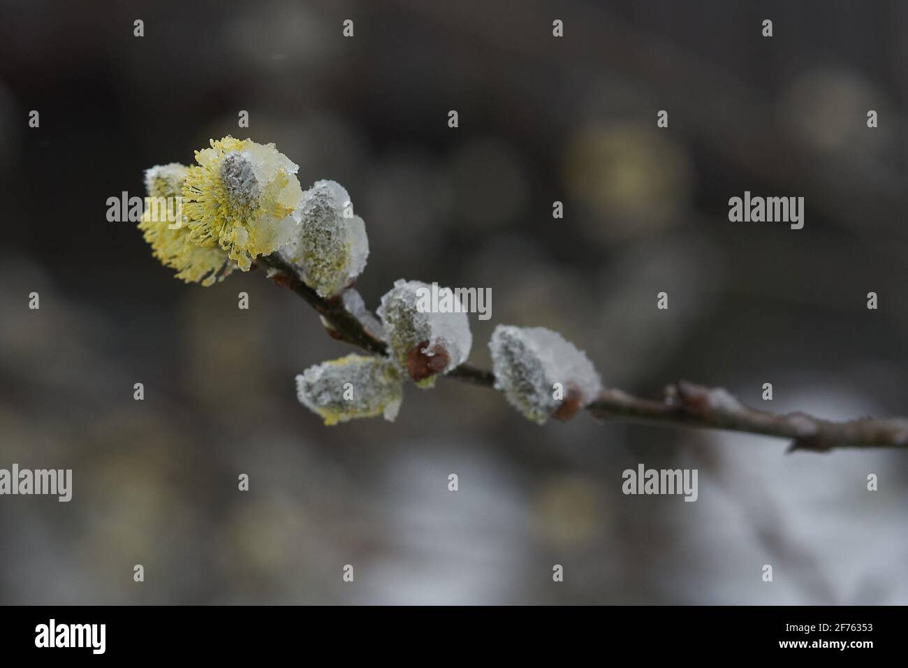 Deuselbach, Germany. 05th Apr, 2021. The bud of a catkin willow on the summit of the Erbeskopf is forested. At 816 metres, the Erbeskopf is the highest mountain in Rhineland-Palatinate. Credit: Thomas Frey/dpa/Alamy Live News Stock Photo