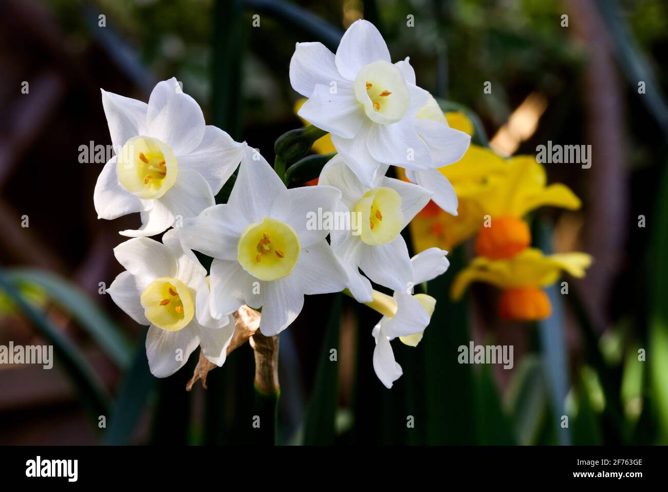 Narcissus 'Silver Chimes' Stock Photo