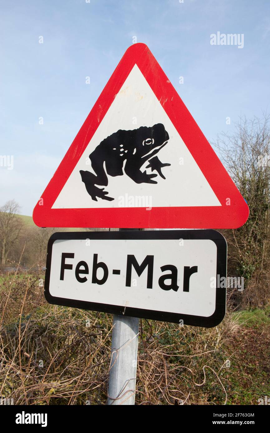 Toads (Bufo bufo) crossing road warning sign, Cumbria, UK Stock Photo
