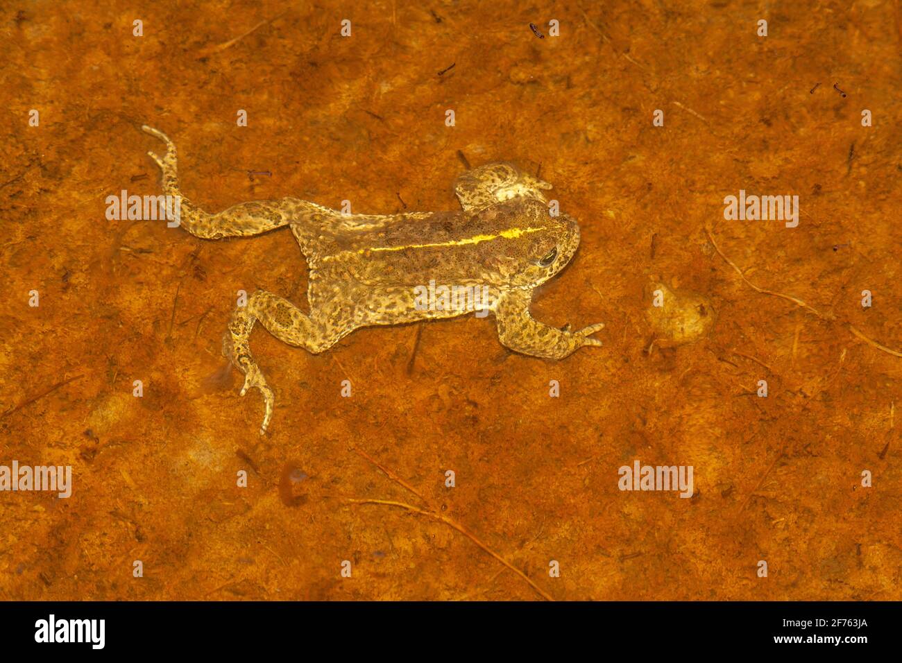 Natterjack toad (Epidalea calamita), Dunnerholme nature reserve, Cumbria Stock Photo
