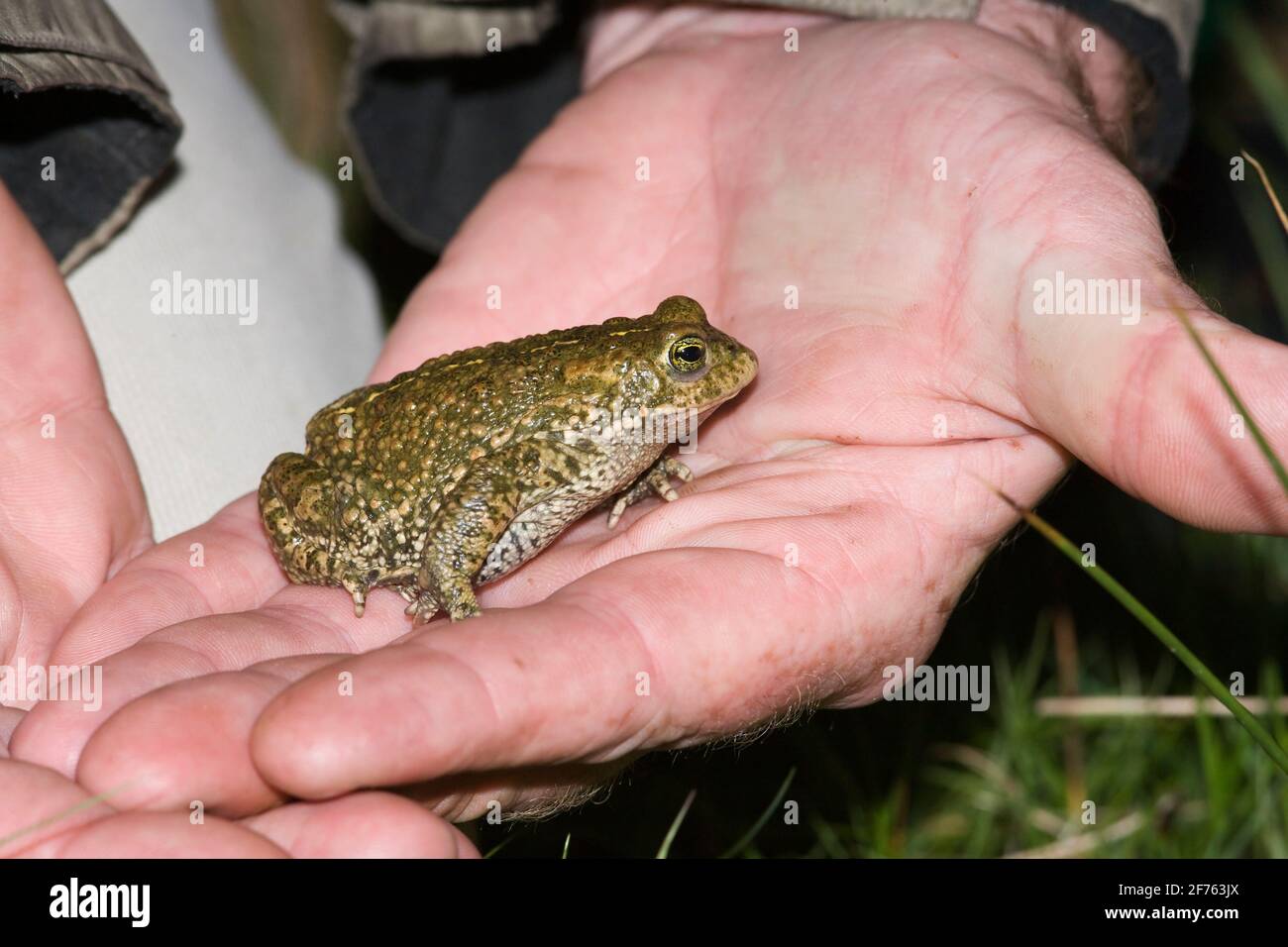 Natterjack toad (Epidalea calamita), Dunnerholme nature reserve, Cumbria, UK Stock Photo