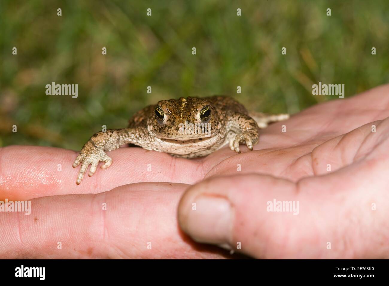 Natterjack toad (Epidalea calamita), Dunnerholme nature reserve, Cumbria, UK Stock Photo