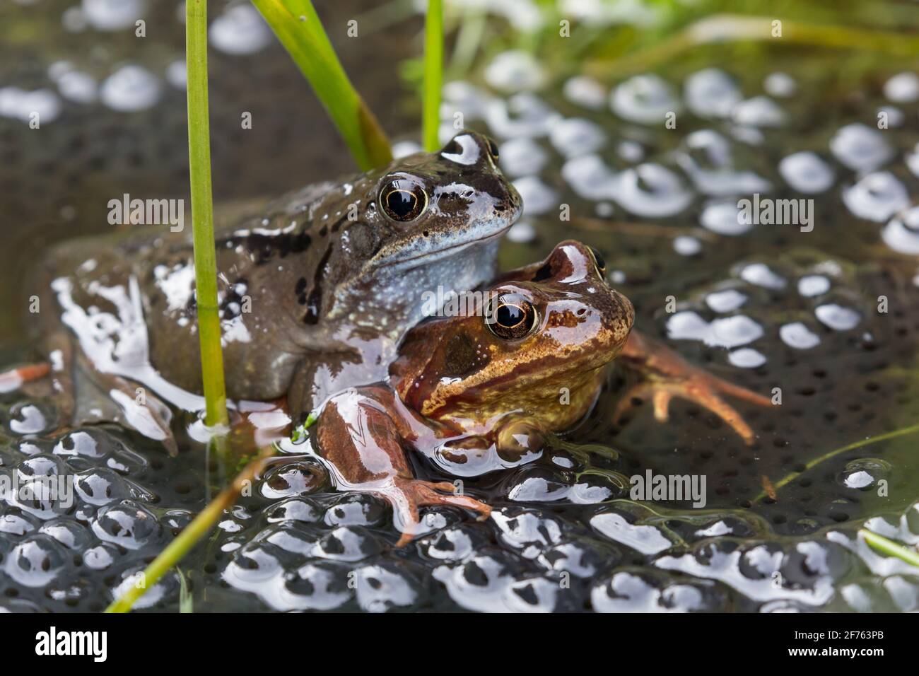 Common frogs (Rana temporaria) mating, Northumberland, UK Stock Photo