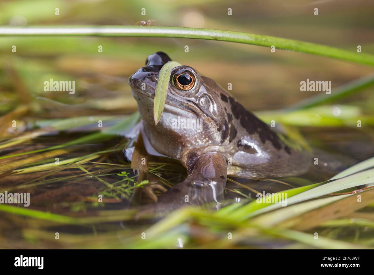 Common frog (Rana temporaria), Northumberland, UK Stock Photo