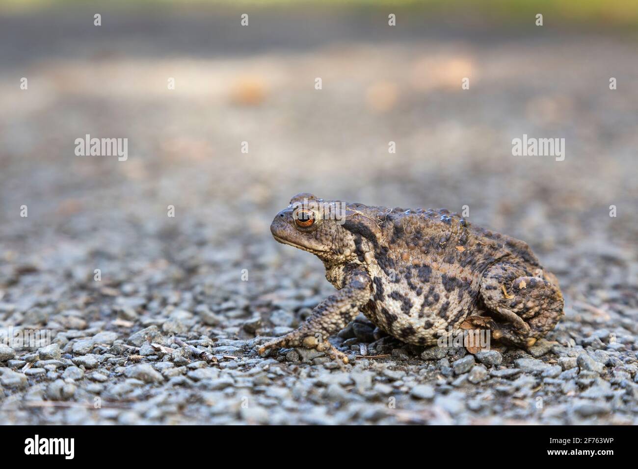 Common toad (Bufo bufo), Northumberland national park, UK Stock Photo