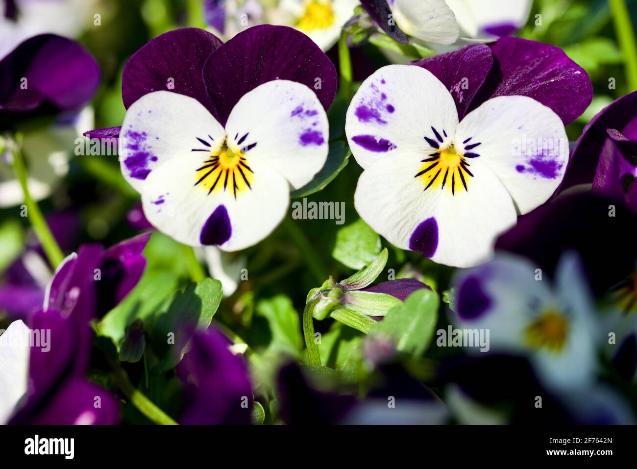 Close up of some Beautiful purple Violas Stock Photo