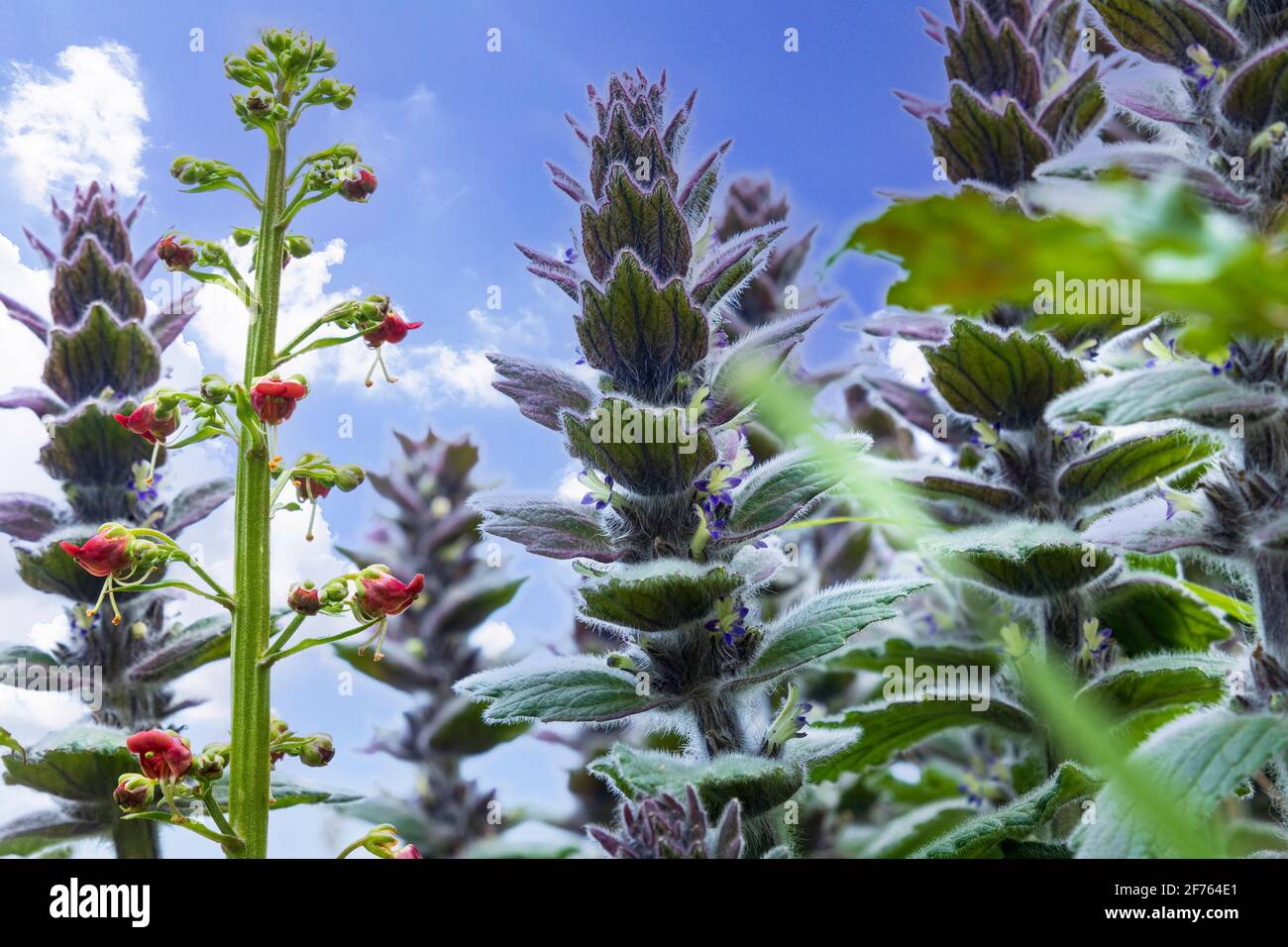 Blooming ajuga pyramidalis close up against the blue sky Stock Photo