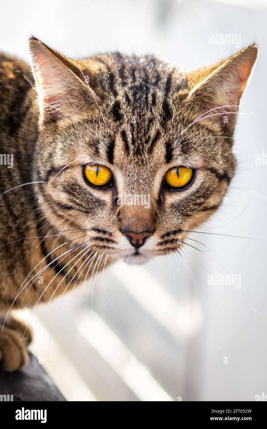 Mackerel tabby cat hires stock photography and images Alamy