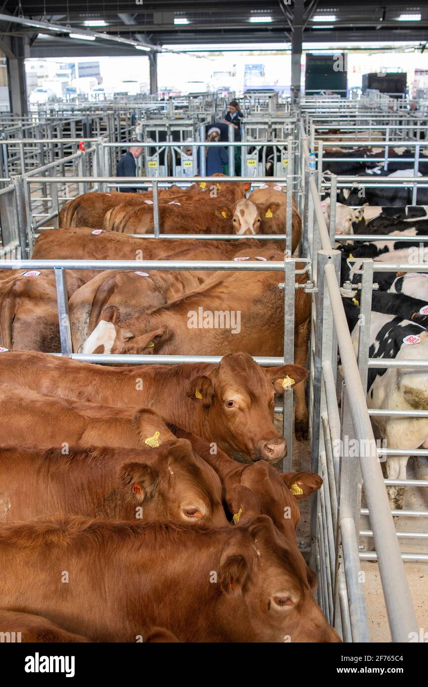 Cattle penned up at a livestock auction mart sale, Co. Durham, UK. Stock Photo