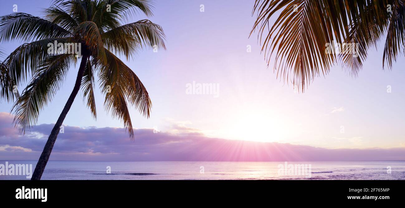 Tropical seascape palm trees hi-res stock photography and images - Alamy