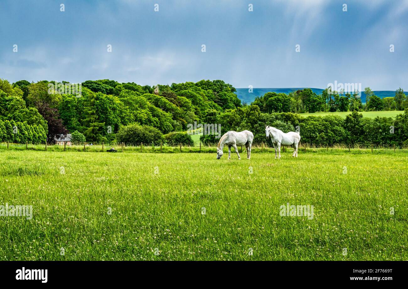 Two white horses grazing in green field with clover, East Lothian, Scotland, UK Stock Photo