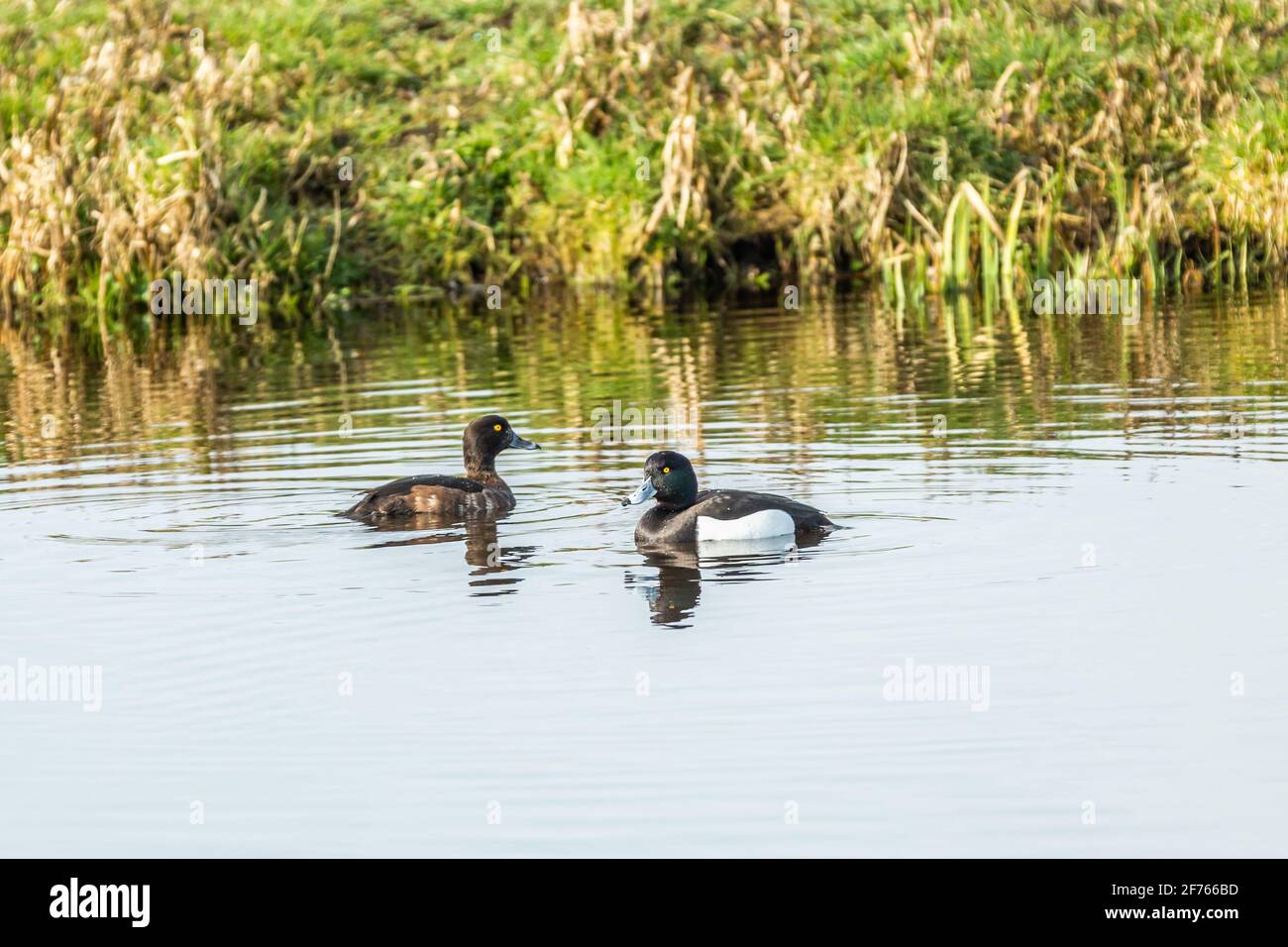 Male and female tufted duck, Aythya fuligula, family of diving ducks in beautiful plumage during mating time floating in the water face to face Stock Photo