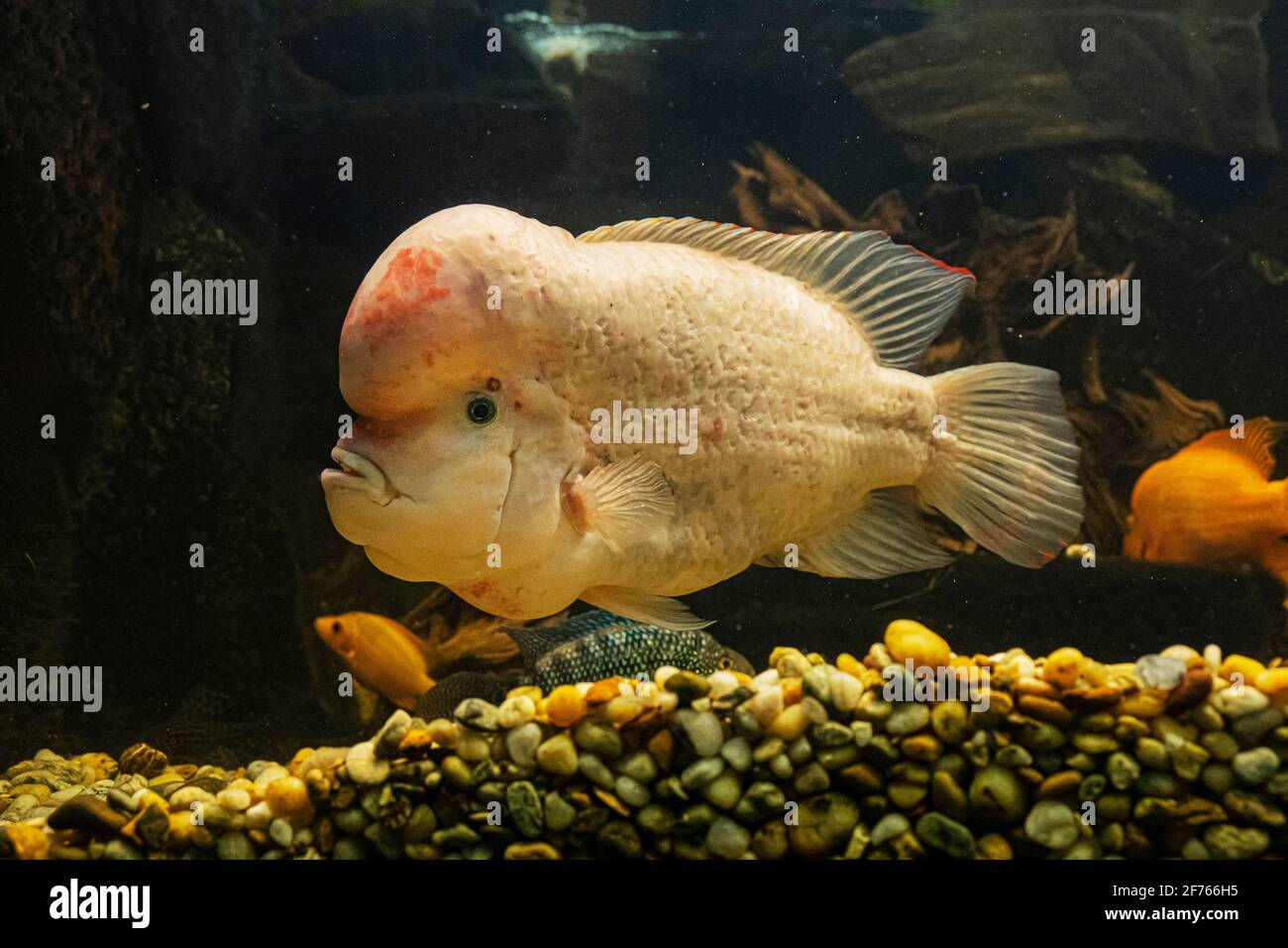 Amphilophus citrinellus, large cichlid fish endemic to the San Juan river and adjacent watersheds in Costa Rica and Nicaragua. Stock Photo