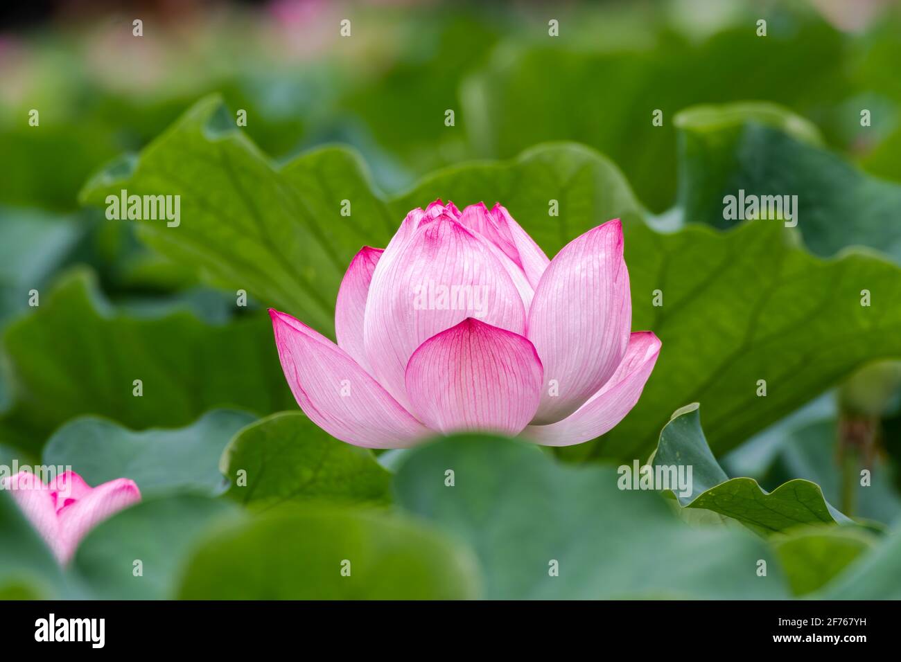 Lotus Flower at Shinobazu Pond, Ueno, Tokyo, Japan Stock Photo Alamy