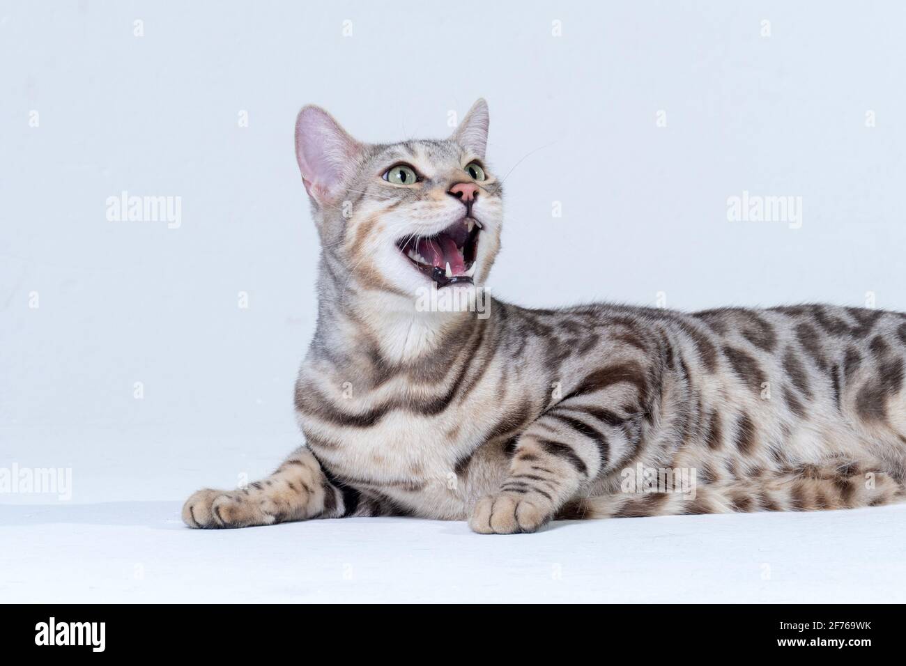 Silver Bengal Cat in studio Stock Photo