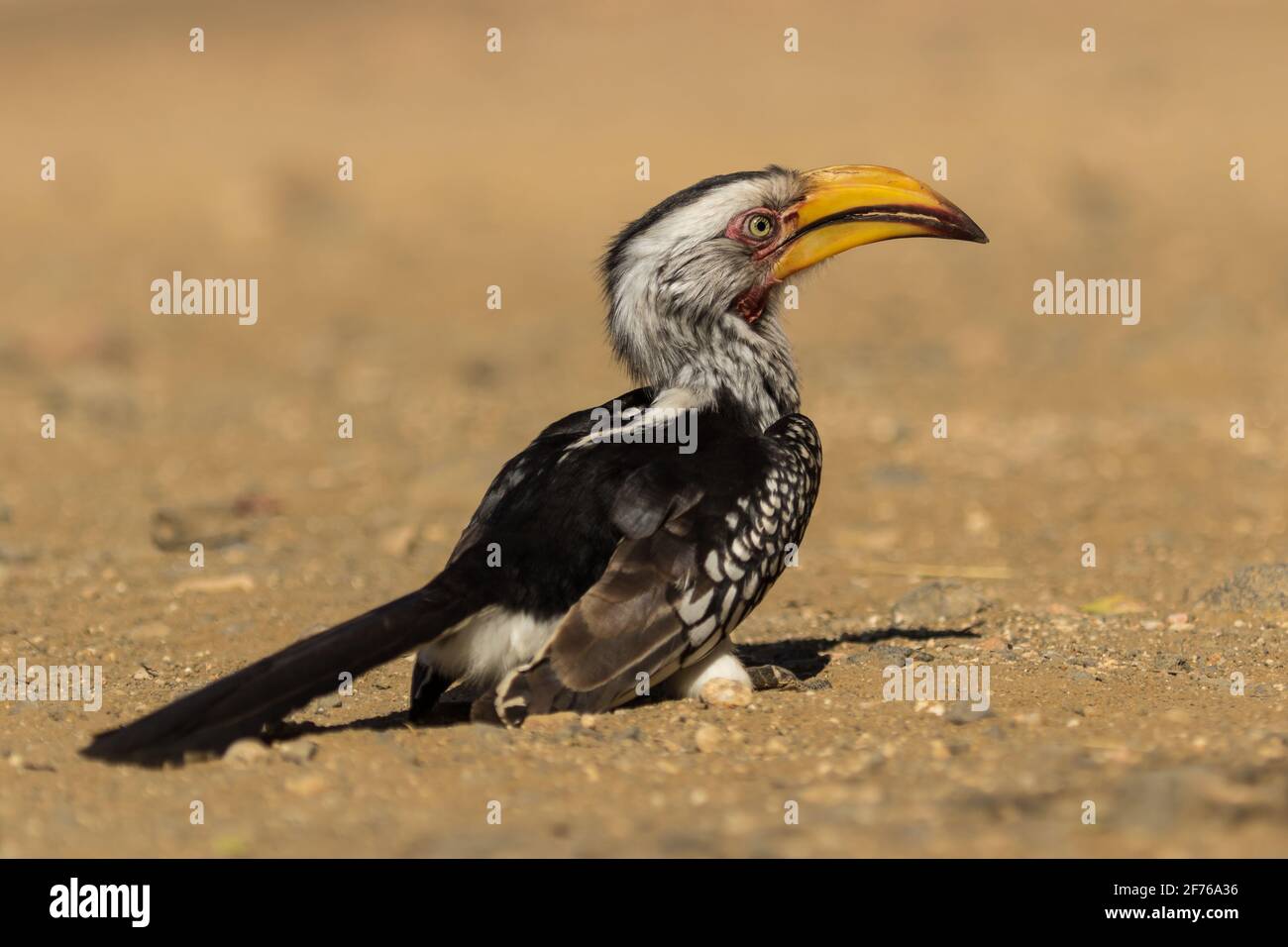 A low angle photo of a Southern Yellow-billed Hornbill sitting on the ground, Kruger National Park Stock Photo