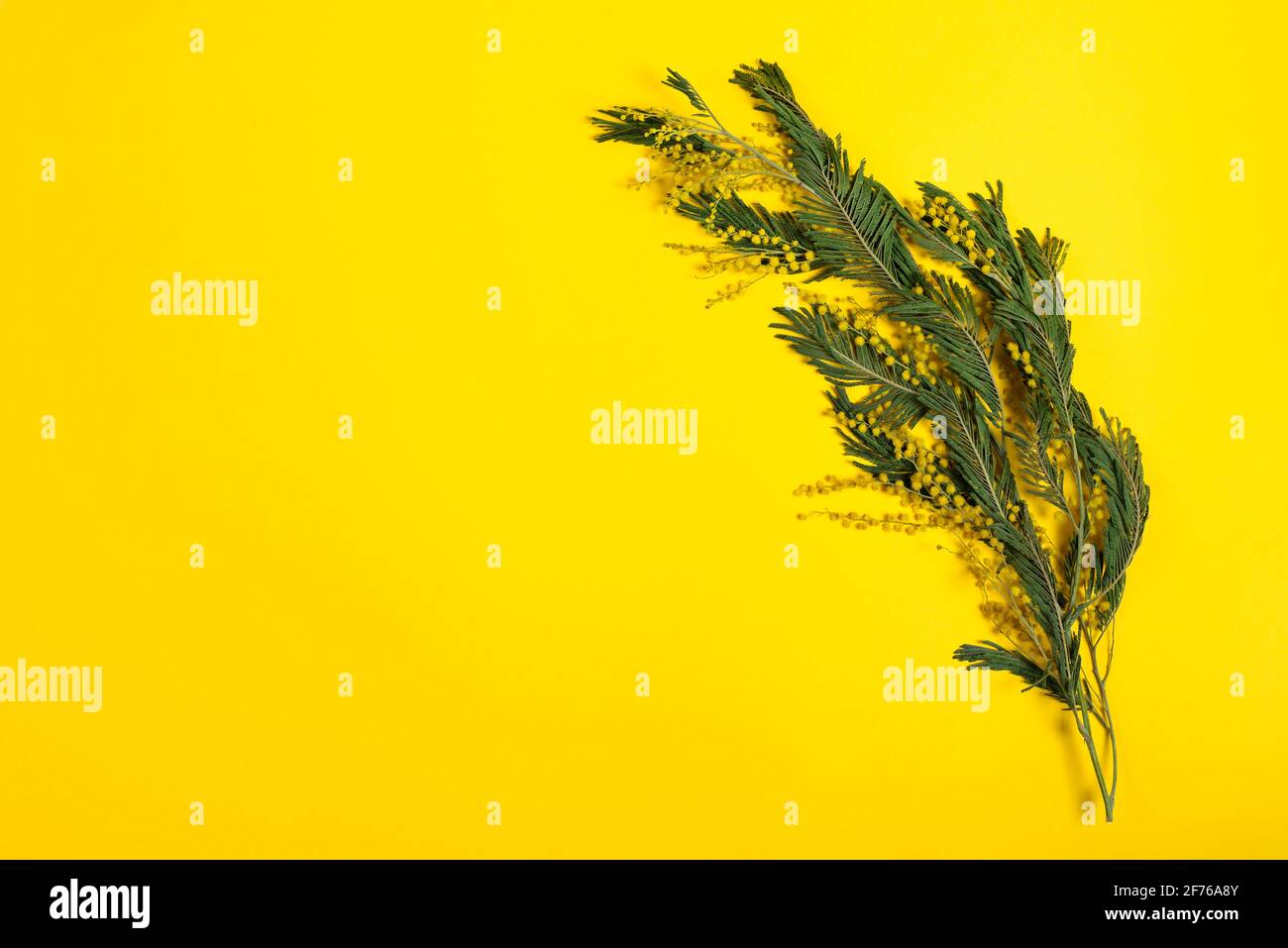 Branch of Acacia dealbata, the silver wattle, blue wattle and mimosa isolated on yellow background. Spring celebration concept banner with copy space Stock Photo